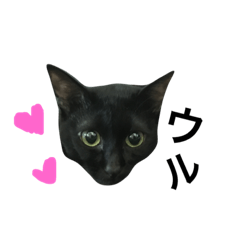[LINEスタンプ] ウル