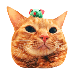 [LINEスタンプ] 表情豊かなモタちゃん