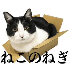 [LINEスタンプ] ねこのねぎ