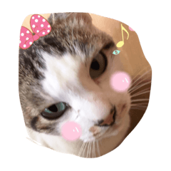 [LINEスタンプ] Cat Cocoa