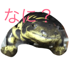 [LINEスタンプ] 可愛い有尾達〜イモリ・サンショウウオ〜