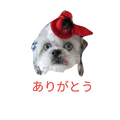 [LINEスタンプ] ミーパン（シーズー）スタンプ