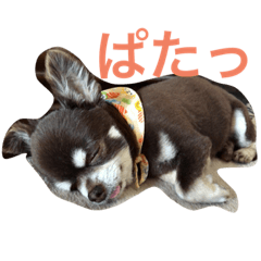 [LINEスタンプ] ショコラスタンプ
