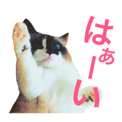 [LINEスタンプ] のんのんのんちゃん◎2