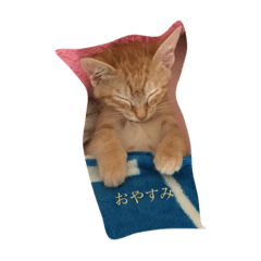 [LINEスタンプ] cat(kohaku)