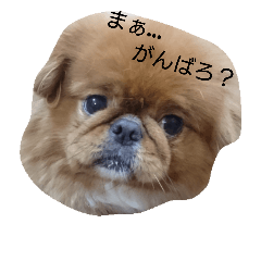 [LINEスタンプ] ちょこわん