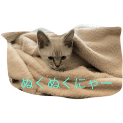 [LINEスタンプ] ponta stamps