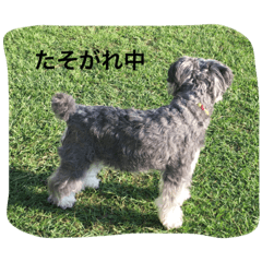 [LINEスタンプ] ピンちゃんのつぶやき2