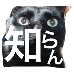 [LINEスタンプ] 黒猫ヤマト
