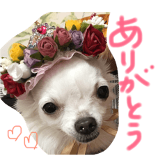 [LINEスタンプ] 茜 でしてよ