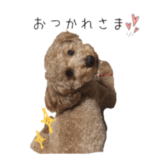 [LINEスタンプ] トイプードルふうた
