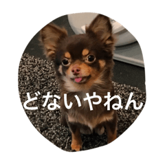 [LINEスタンプ] チコスタンプ