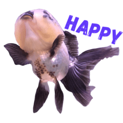 [LINEスタンプ] gold fish ~