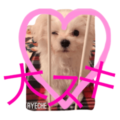 [LINEスタンプ] ライチ(Ryeche)の日常