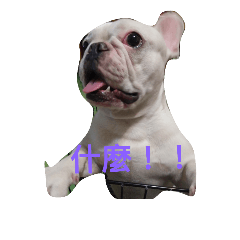 [LINEスタンプ] French Bulldog Kai
