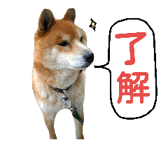 [LINEスタンプ] 柴犬だもの