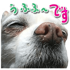 [LINEスタンプ] 小さい犬チワワが可愛く 挨拶 2