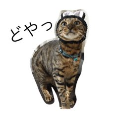 [LINEスタンプ] ベンガル猫たちの日常