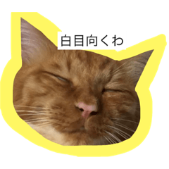 [LINEスタンプ] きなことじじとしゅけとろみの日常 