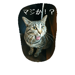 [LINEスタンプ] 猫のモカちゃんスタンプ