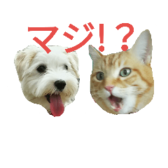[LINEスタンプ] 茶トラ猫とマルチーズがいる生活