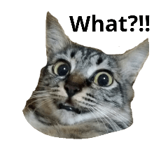 [LINEスタンプ] miiko the cat