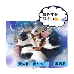 [LINEスタンプ] Cat's our from Max became happy
