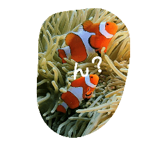 [LINEスタンプ] 海の仲間 