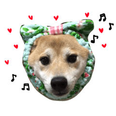 [LINEスタンプ] 柴犬ももpart2