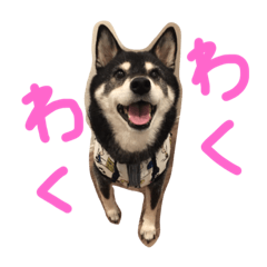 [LINEスタンプ] しば犬のももかれそらさん