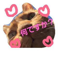 [LINEスタンプ] ニャンダフルらいふ