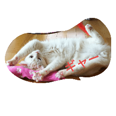 [LINEスタンプ] 気ままなにゃんこ