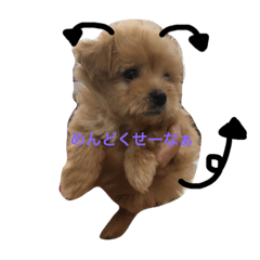 [LINEスタンプ] 子犬のくるみちゃん☆その1