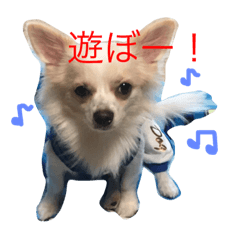 [LINEスタンプ] チワワのポッケくん☆その1