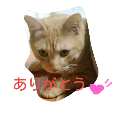 [LINEスタンプ] とら猫な寅次郎