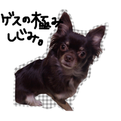 [LINEスタンプ] チワワのしじみ！②