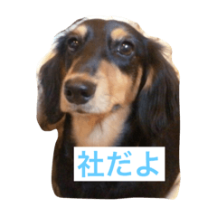 [LINEスタンプ] yashiro's stamp
