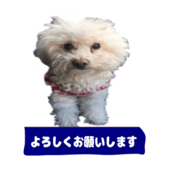 [LINEスタンプ] くぅたんです。宜しくお願いします。