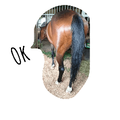 [LINEスタンプ] Funny horse and friends 2