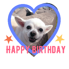 [LINEスタンプ] chihuahua riku