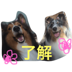 [LINEスタンプ] うちのシェルティ