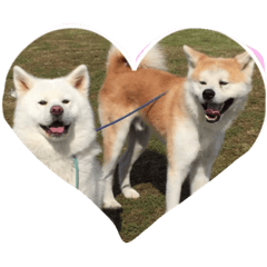 [LINEスタンプ] 秋田犬 桃次郎と花子