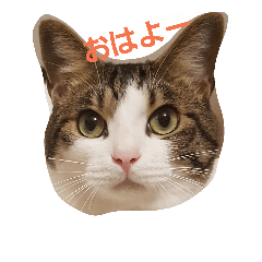 [LINEスタンプ] ぎんじとこなつ その1