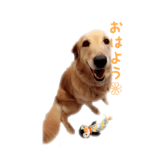 [LINEスタンプ] キャンとちょもとれお⊂((・x・))⊃