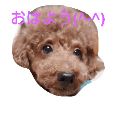 [LINEスタンプ] 犬*猫の日常