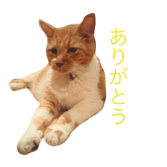 [LINEスタンプ] 愛猫と愛犬スタンプ