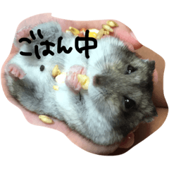 [LINEスタンプ] ハムちゃんごはん