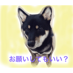 [LINEスタンプ] 黒柴  齋藤タロ