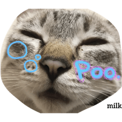 [LINEスタンプ] mixのねこさん。