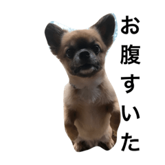 [LINEスタンプ] 可愛い癒しの猫と犬